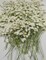 50 pcs Real Pressed Dried Flowers Mini White Gypsophila Baby's Breath for Wedding Invitation Resin DIY Art Floral Decors